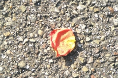 dropped_petal_3